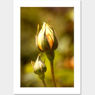 Yellow Rose Bud Posters and Art